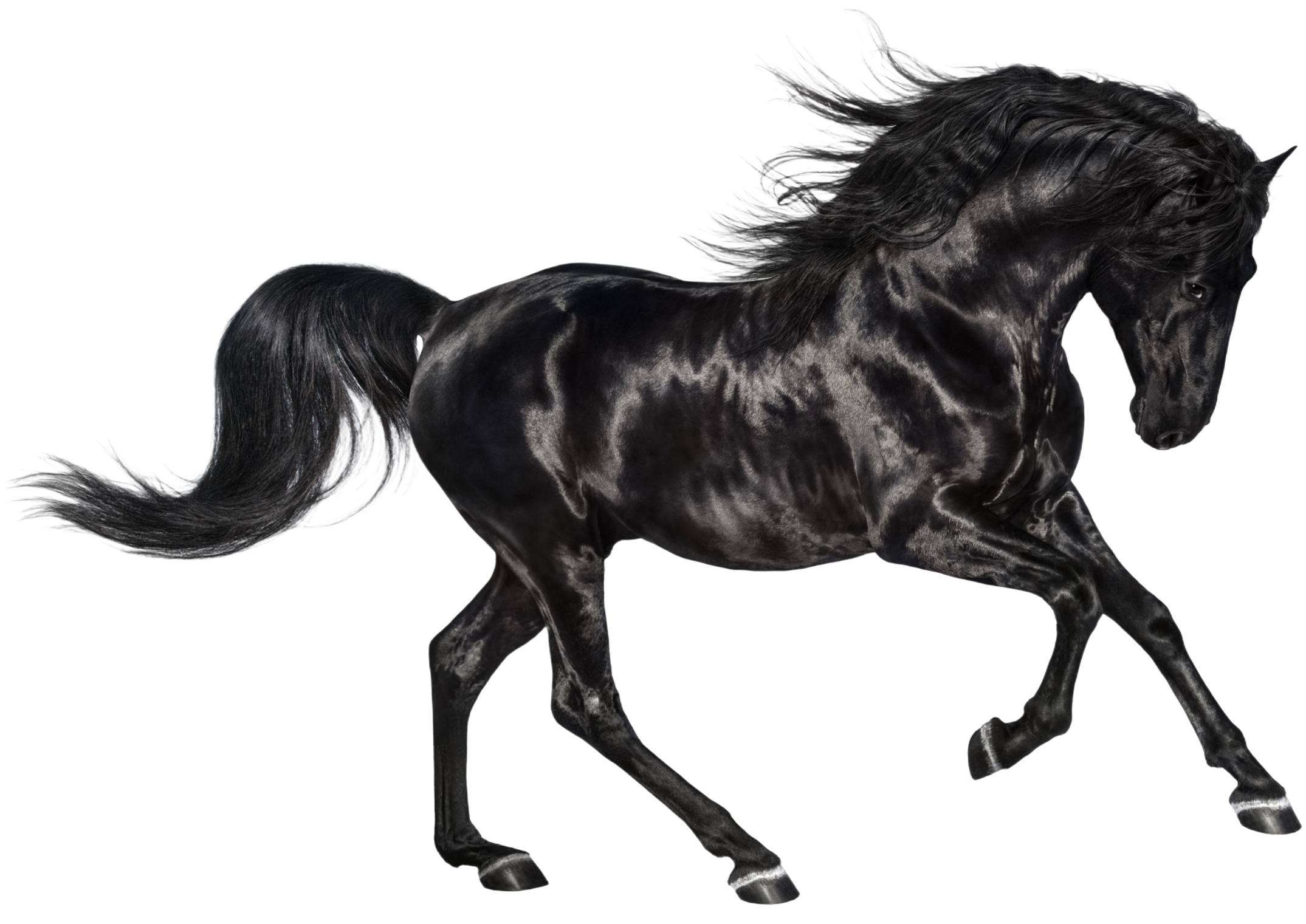 Black horse trotting