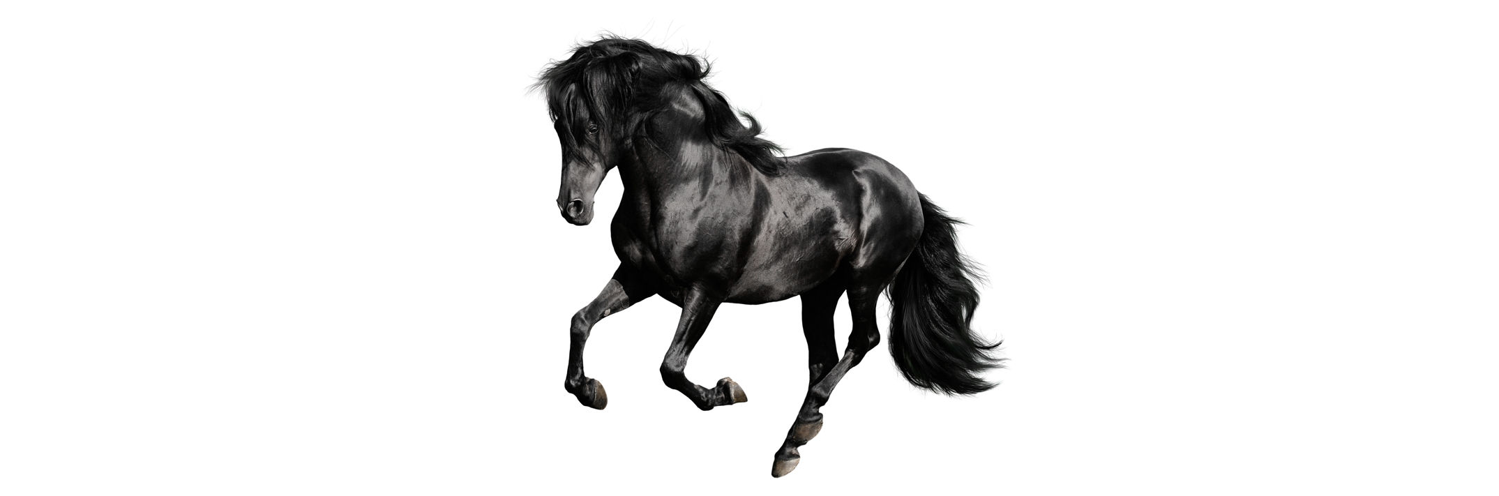 Black horse galloping